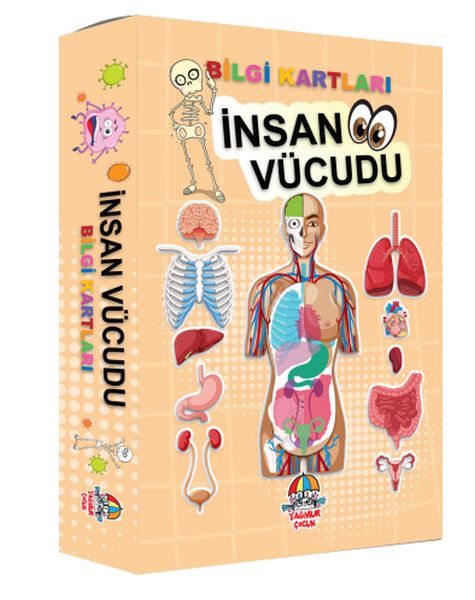 Bilgi Kartları İnsan vücudu